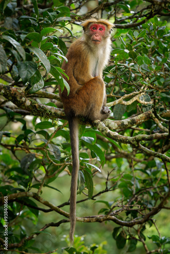 Toque Macaque Macaca sinica reddish-brown Old World monkey endemic to Sri Lanka, known as the rilewa or rilawa, adult monkey in the tree with green background, value teeth and smiling.