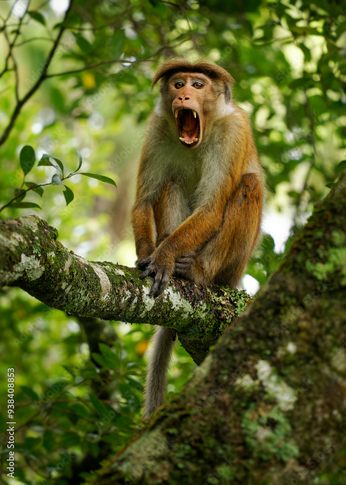 Toque Macaque Macaca sinica reddish-brown Old World monkey endemic to Sri Lanka, known as the rilewa or rilawa, adult monkey in the tree with green background, value teeth and smiling. Toque Macaque Macaca sinica reddish-brown Old World monkey endemic to Sri Lanka, known as the rilewa or rilawa, adult monkey in the tree with green background, value teeth and smiling.