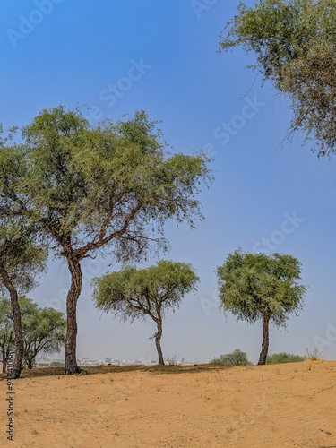 tree in the desert, UAE