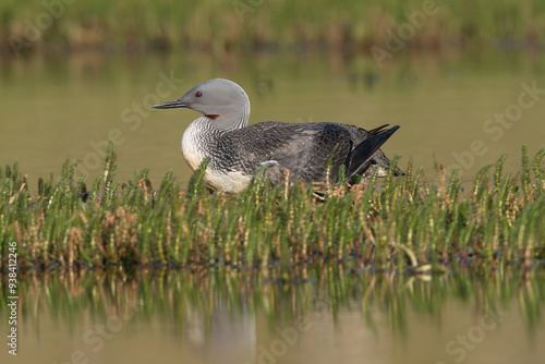 Red-throated loon, red-throated diver - Gavia stellata in breeding in nest. Photo from Djupivogur in East Iceland. photo