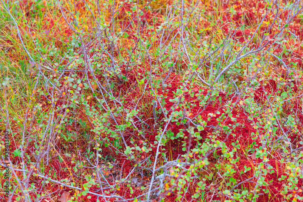 Marshland with dwarf birch of the Totenaasen Hills. Marshland with dwarf birch of the Totenaasen Hills.