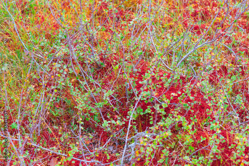 Marshland with dwarf birch of the Totenaasen Hills. photo