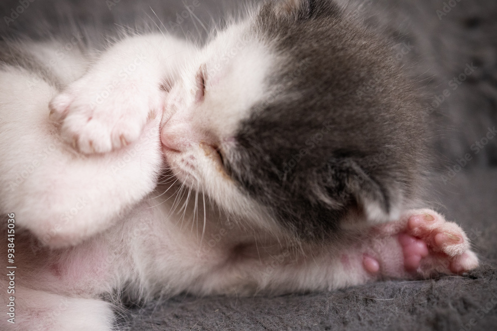 Fototapeta premium gatito se muerde