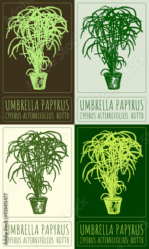 Set of vector drawing UMBRELLA PAPYRUS in Chinese in various colors. Hand drawn illustration. Latin name is CYPERUS ALTERNIFOLIUS  ROTTB.
