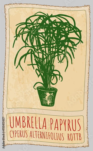 Vector drawing UMBRELLA PAPYRUS in Chinese. Hand drawn illustration. Latin name is CYPERUS ALTERNIFOLIUS  ROTTB.
