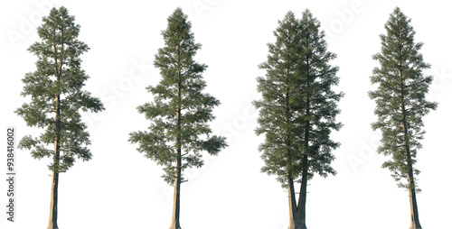 Obraz na plátně Set of 4 Chamaecyparis lawsonifrontal (Port Orford cedar, Lawson cypress) large