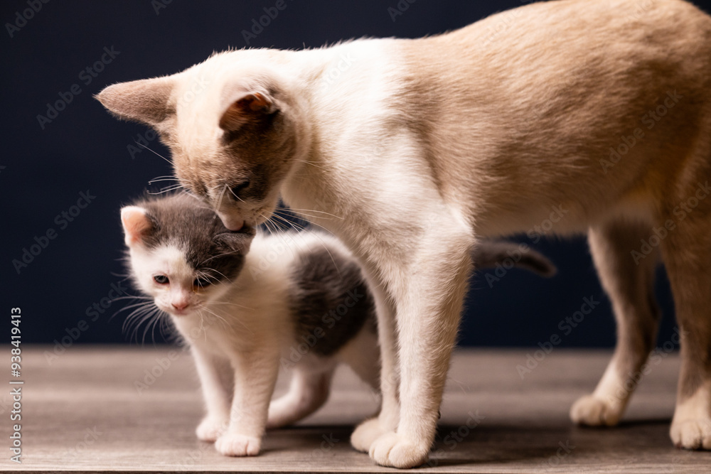Naklejka premium gata mamá y gato