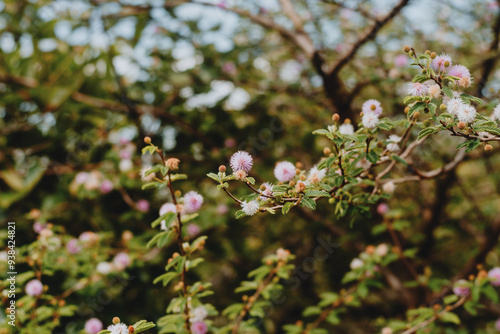 tree blossom