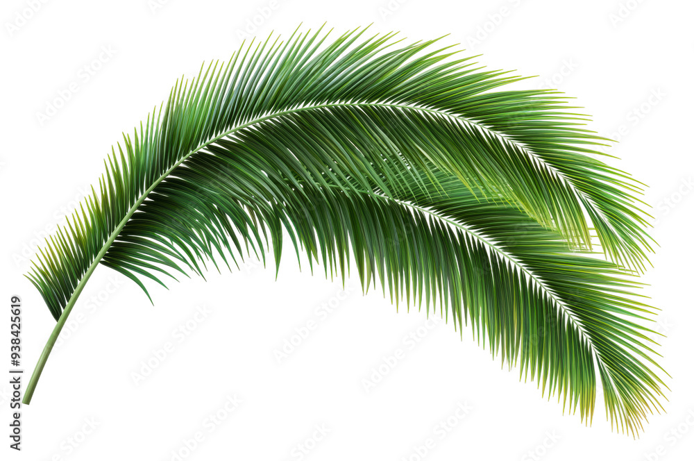 Naklejka premium PNG Green palm frond on white background