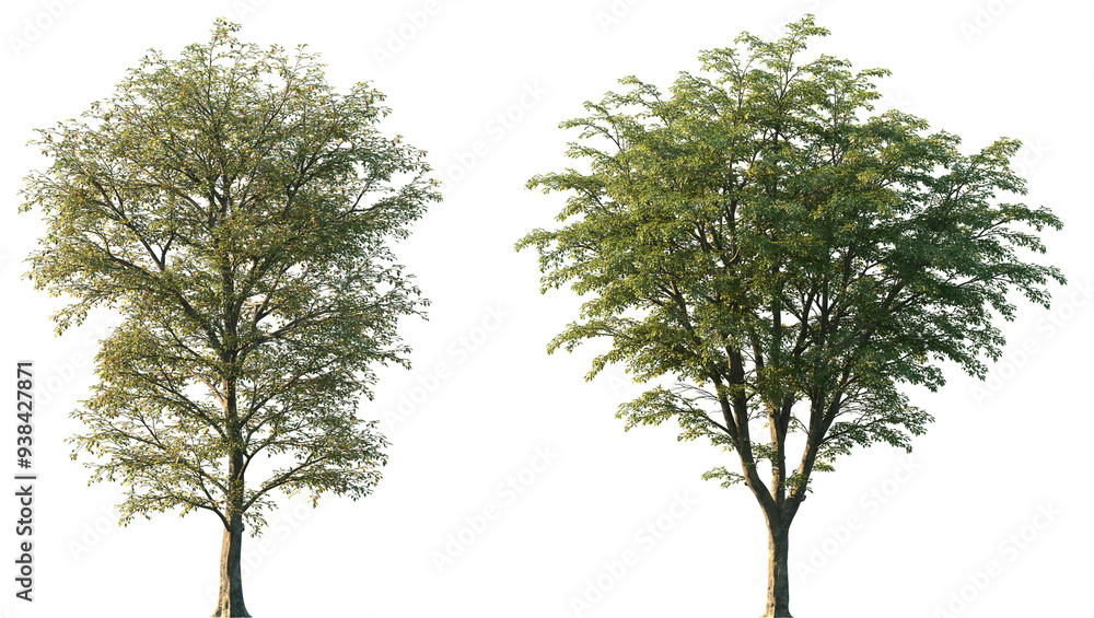 Set of Ostrya virginiana (the American hophornbeam, eastern hophornbeam, hardhack, ironwood, leverwood) frontal set street trees isolated png on a transparent background perfectly cutout Set of Ostrya virginiana (the American hophornbeam, eastern hophornbeam, hardhack, ironwood, leverwood) frontal set street trees isolated png on a transparent background perfectly cutout