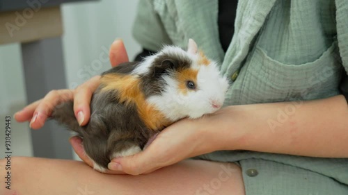 A person gently petting a guinea pig on their lap during a relaxed afternoon at home