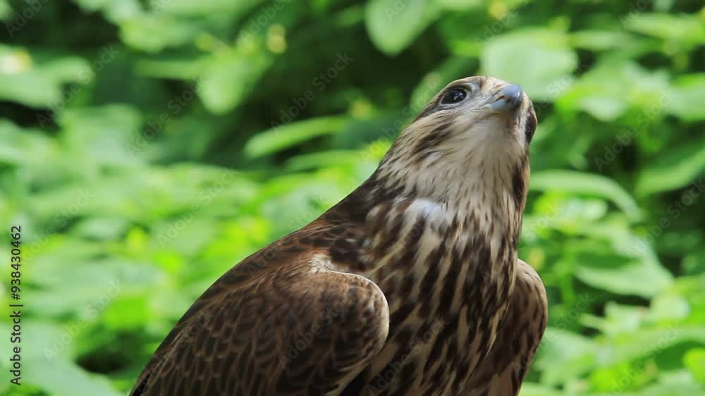 Saker falcon in the summer forest, green plants in a background (Falco cherrug)