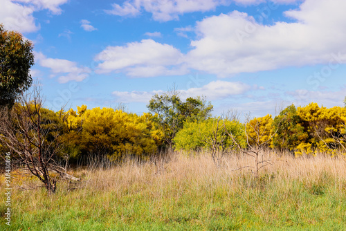 australian spring bush landscape with yellow flowering acacia wattle photo