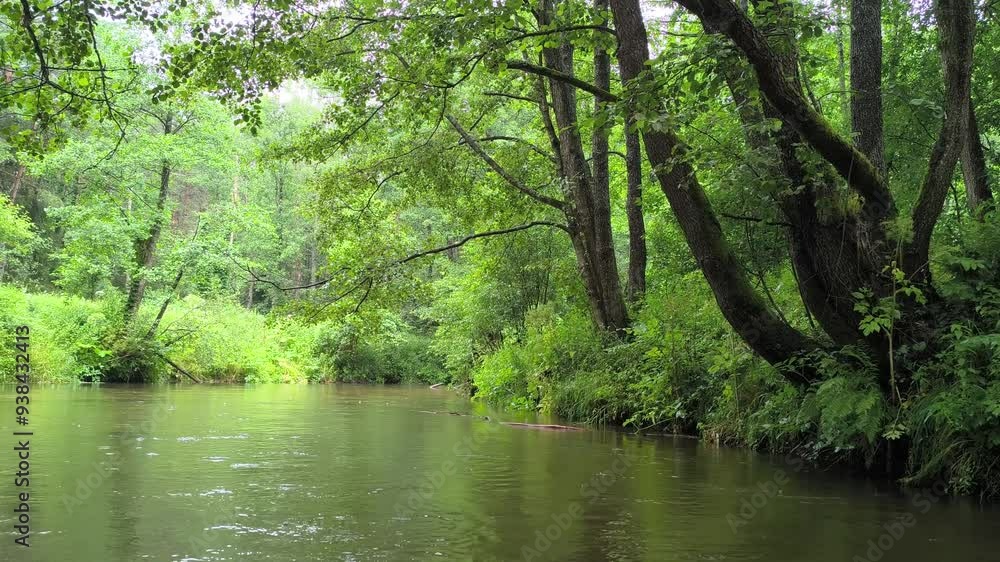 Flowing through a dense forest with patches of sunlight, the river, Flowing through a dense forest with patches of sunlight, the river,