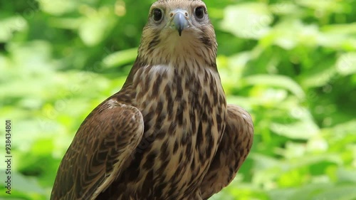 Saker falcon in the summer forest, green plants in a background (Falco cherrug)