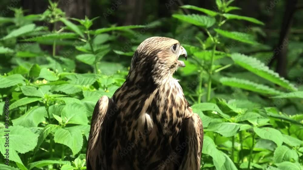 Saker falcon in the summer forest, green plants in a background (Falco cherrug) Saker falcon in the summer forest, green plants in a background (Falco cherrug)