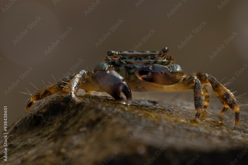 krab na kamieniu oczy