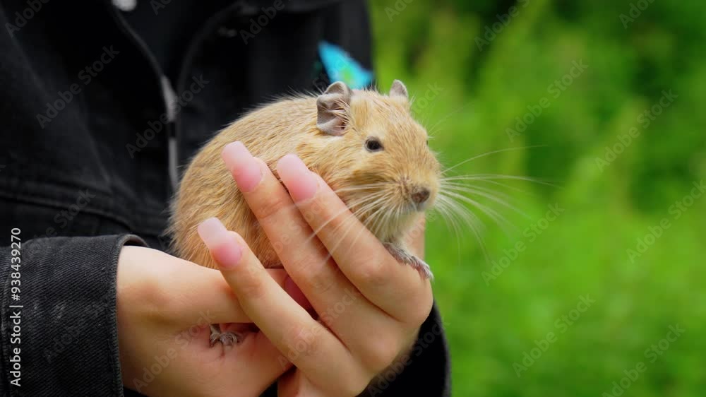 Homemade squirrel rests comfortably in a person hands, basking in the warmth of a sunny afternoon near lush greenery Homemade squirrel rests comfortably in a person hands, basking in the warmth of a sunny afternoon near lush greenery