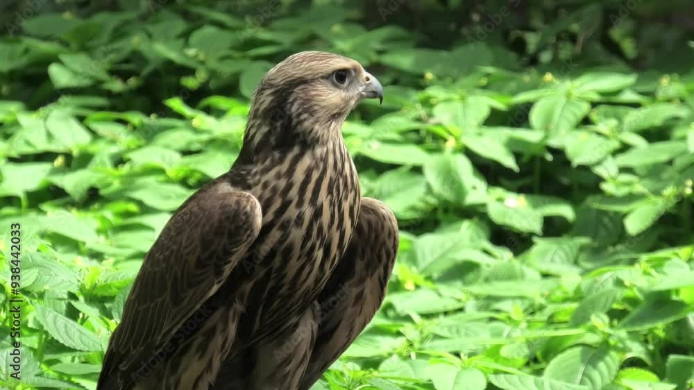 Saker falcon in the summer forest, green plants in a background (Falco cherrug) Saker falcon in the summer forest, green plants in a background (Falco cherrug)
