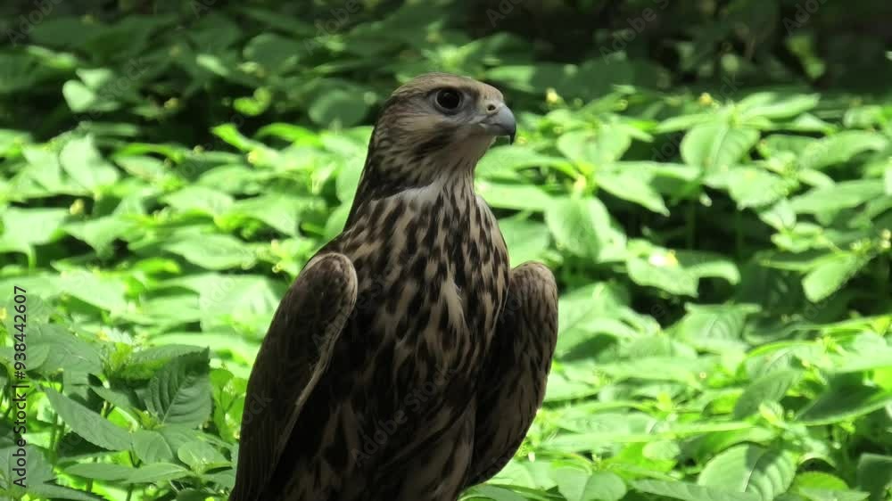 Saker falcon in the summer forest, green plants in a background (Falco cherrug) Saker falcon in the summer forest, green plants in a background (Falco cherrug)