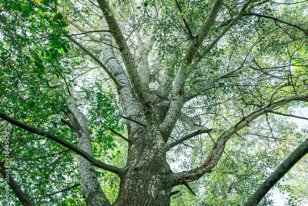 Tall tree with sprawling branches reaching for the clear sky in summer Tall tree with sprawling branches reaching for the clear sky in summer