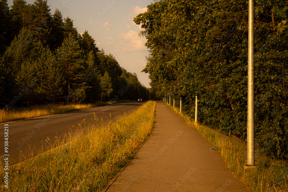Fototapeta premium road in the woods