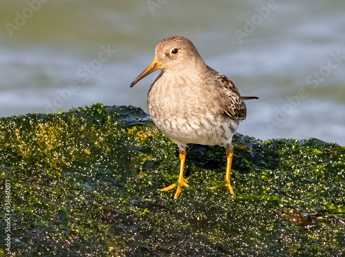 shorebird on rock photo