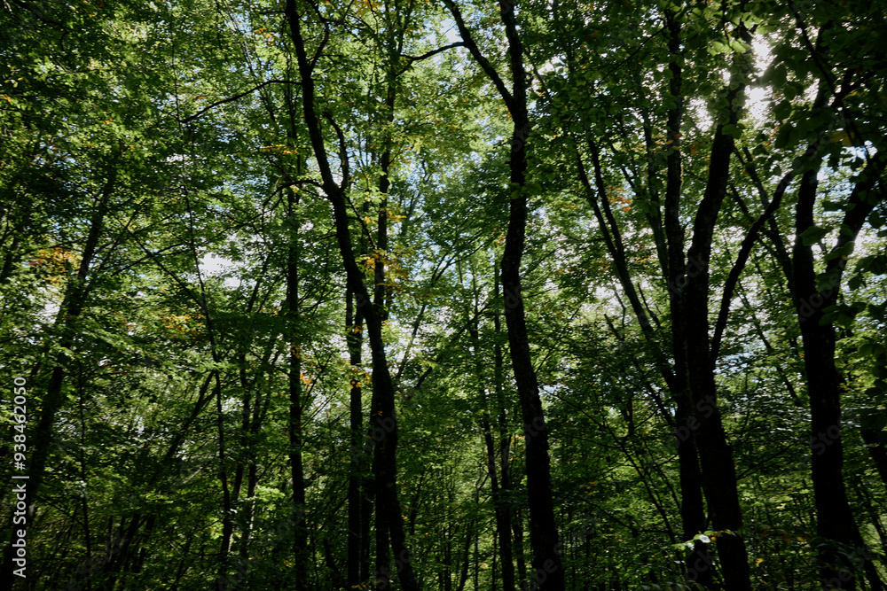 Lush forest landscape with a group of trees under a clear blue sky in a peaceful natural setting Lush forest landscape with a group of trees under a clear blue sky in a peaceful natural setting