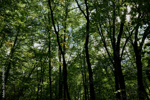 Lush forest landscape with a group of trees under a clear blue sky in a peaceful natural setting