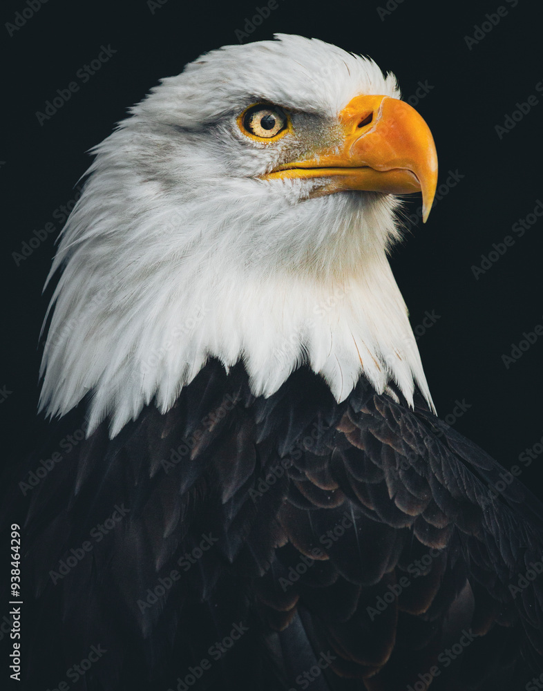 Close, detailed portrait of an adult Bald Eagle with piercing eyes against a black backdrop.