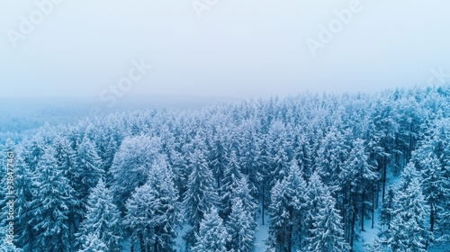 Aerial View of Snowy Evergreen Forest in Winter