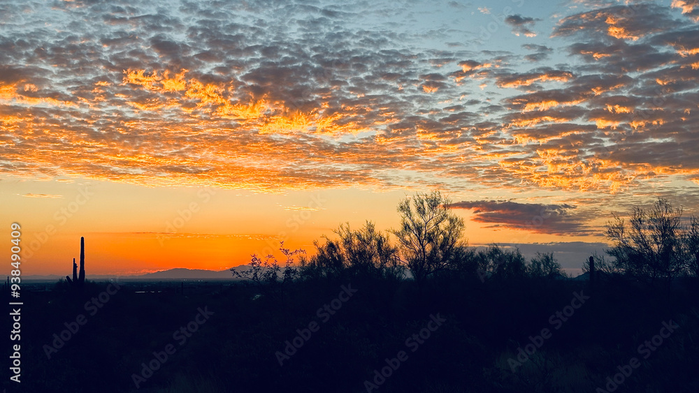 Arizona sunset scattered colorful clouds saguaro cactus and trees Arizona sunset scattered colorful clouds saguaro cactus and trees