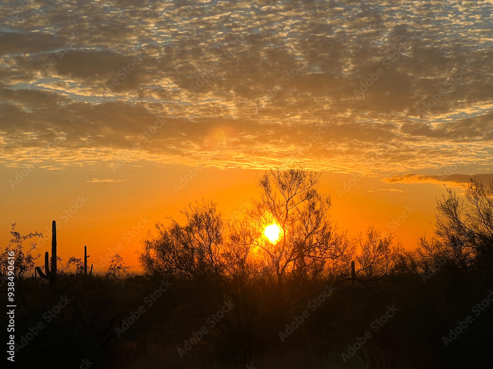 Fototapeta premium Arizona sunset scattered colorful clouds saguaro cactus and trees