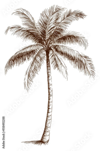 PNG Detailed sketch of a tall palm tree