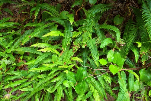 View downwards at lush green ferns, specifically Deer Fern (Blechnum spicant), growing on the forest floor.  photo