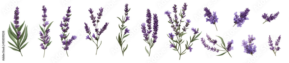 Set of lavender calligraphic design elements floral frame Set of lavender calligraphic design elements floral frame