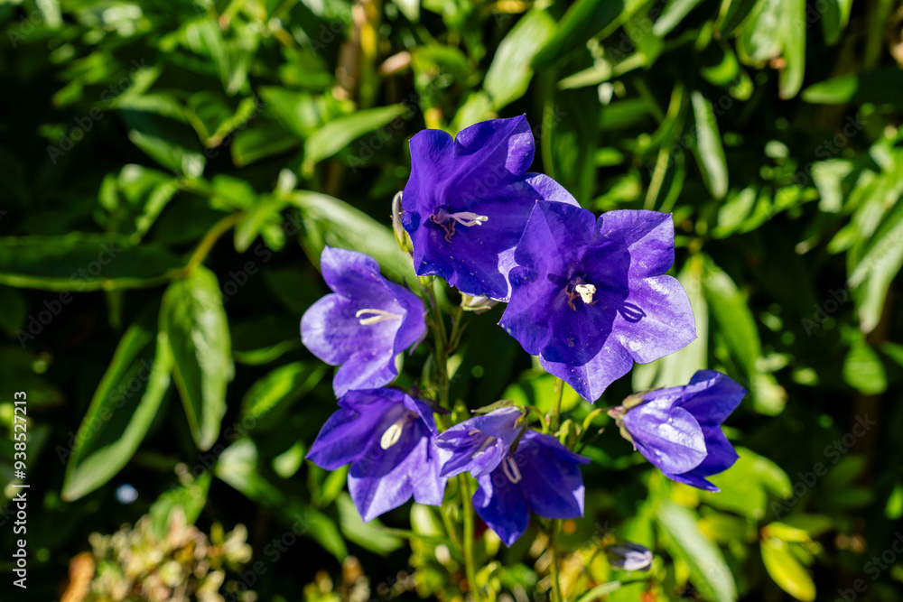 blue bells flowers Campanula rotund folia Blue Harebell closeup in garden blue bells flowers Campanula rotund folia Blue Harebell closeup in garden