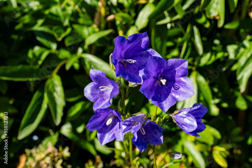 blue bells flowers Campanula rotund folia Blue Harebell closeup in garden photo