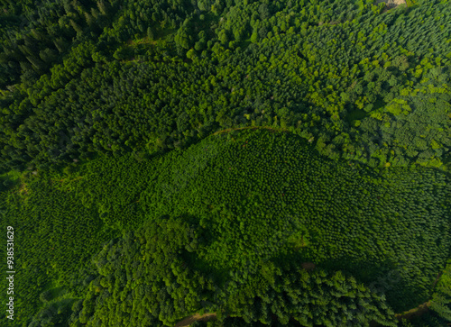 A lush green forest with trees of various sizes