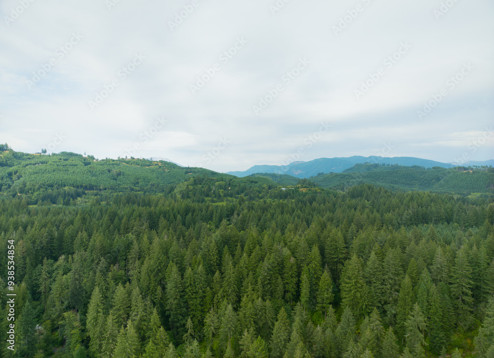 Fototapeta premium A lush green forest with a clear blue sky above