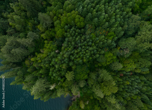 A lush green forest with a body of water in the background