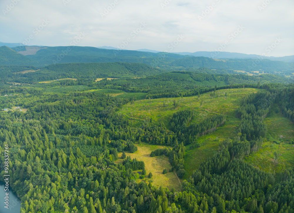 Fototapeta premium A lush green forest with a clear blue sky in the background