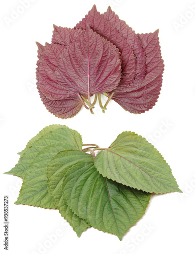 Perilla (Shiso) Leaf on white background photo