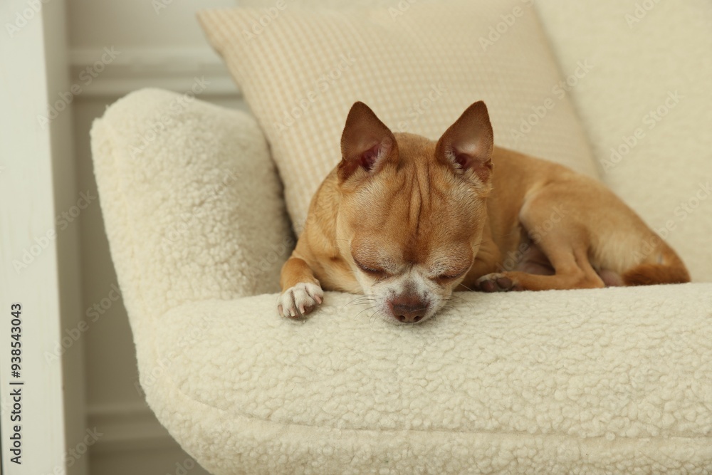 Cute Chihuahua dog lying on armchair at home Cute Chihuahua dog lying on armchair at home