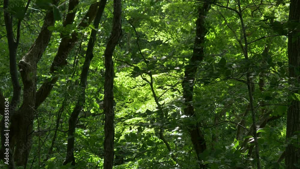 森の中を吹く風 森の中を吹く風