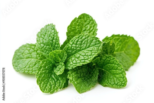 Mint leaf. Fresh mint on white background. Mint leaves isolated. Full depth of field