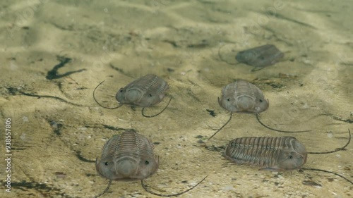 An animation of prehistoric Trilobites scavenging on a Silurian Period seafloor 420 million years ago.