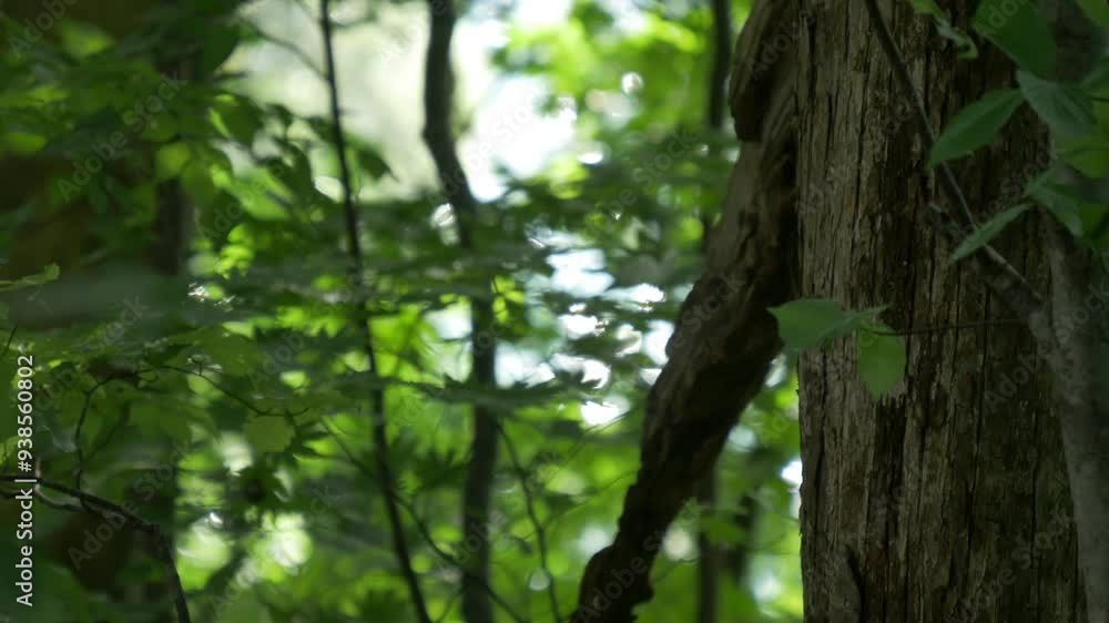 風の吹き抜ける夏の森