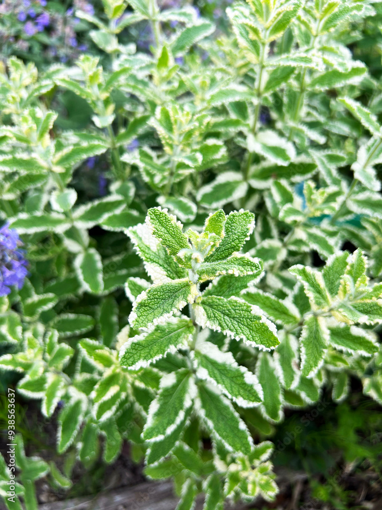 パイナップルミントの葉のクローズアップ