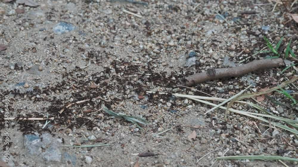 公園の道を横切る蟻の群れ 公園の道を横切る蟻の群れ